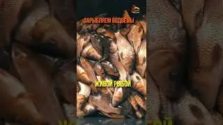 Золотой Час Для Рыбалки Зарыбление #shorts  