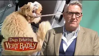 Companion Dog Chaos | Dogs Behaving Very Badly