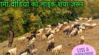 Life of Sheep and Goat Herders | Nomads of the Mountains || Kashmiri Goat ||