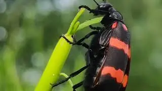 Blister Beetle Insect Macro Photography