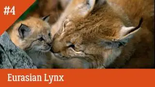 10 Most Incredible Animals in Norway