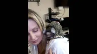 Worlds smallest monkey