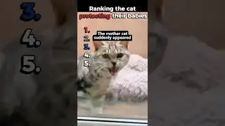 Ranking the cat protecting their babies #shorts #cats #protectivecat #babyandcats