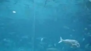 Tubaroes - Sea World - Dez/07