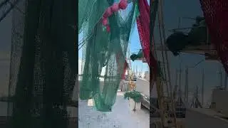 Tampa shrimp Dock (full video)