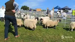 Oke Show '23 Scotch Blackface