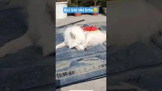 Last me Kittu ke kan to dekho  #funny #lovedogs