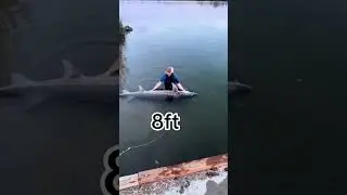 My 2024 White Sturgeon releases on the Snake River in Idaho