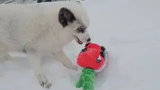 Jagger and Luka play with a Christmas toy in the snow