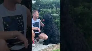 Dog training and making content 🤣🐾 Black Russian Terrier #dog #brt #dogtraining #texas