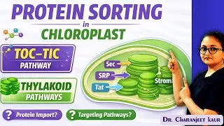 Protein Targeting in Chloroplast | TOC–TIC, Sec, SRP & Tat Pathways | Complete Concept