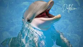 Dolphins are intelligent, social marine mammals known for their playful behavior #Dolphin