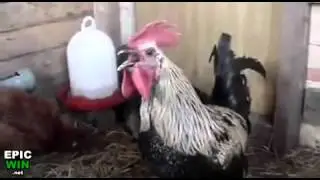 Longest Rooster Crow Ever!
