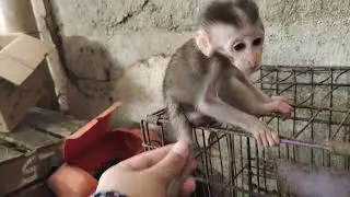 Baby monpai sangat lucu skli