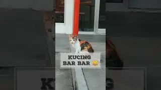 KUCING BAR-BAR MAH BEBAS