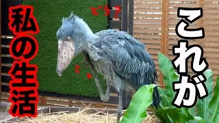 ハシビロコウふたばちゃんの生活のひとコマ!【冬のふたば2025-2026-10】Futaba, Shoebill  winter 2025-2026-10　掛川花鳥園
