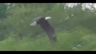 More Bald Eagle Sightings