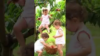 Three children are picking fruit in the Orchard #shorts