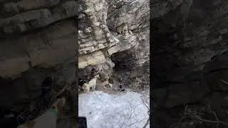 WALKING INTO A BAYED UP MOUNTAIN LION! #hounds #lion #dogs #huntingdog #puma #bigcat #hunters #clif
