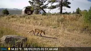 Fox wandering through the yard.... 🦊