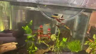 Release of my shrimp from Amazon (link in description to get them)