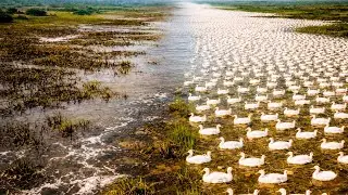 La Chine A Relâché Des Milliers De Canards Dans Des Rizières Chimiques