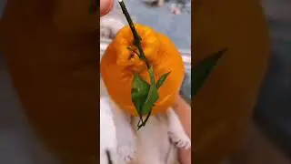 So funny cat! cute cat