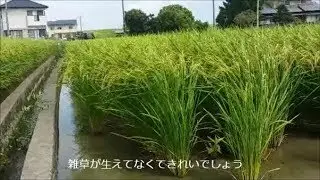 ジャンボタニシで除草剤を使わない稲作