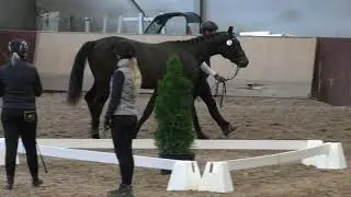 Mty Niiranen Helena & Jukka & F&uuml;rst River Carrus @ European Breeding Event Finland 29.-30.9.2018