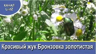 Красивый жук Бронзовка золотистая  Beautiful beetle Bronzovka golden