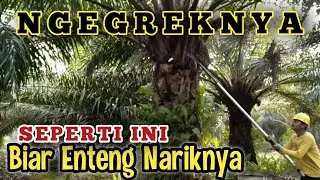 Cara Menggunakan Egrek Sawit || Tajam Maksimal