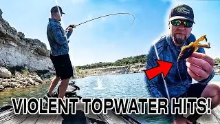 VIOLENT TOPWATER BLOWUPS on NEW Soft Plastic   &ldquo;BUZZGILL&rdquo;!!!
