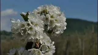 Ditzler Chile Fr&uuml;hling 2022