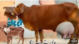 0301-8687340| Jersey Shaiwal Cross Cow|20kg Milking|Date/02/08/2025/ in Pakistan|Sohna Animal tv.