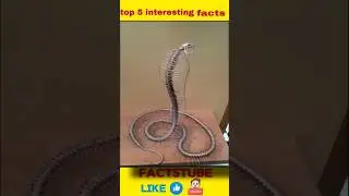 top 5 interesting facts in telugu 🤯#telugufacts #unknownfacts #amazingfacts #interestingfacts #facts