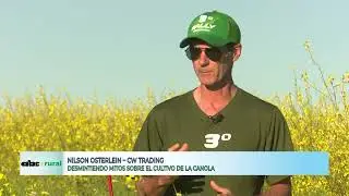Rompiendo mitos sobre la canola o colza