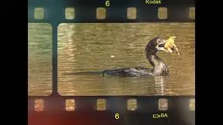 birdography