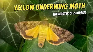 Бабочка-подкрылка желтого цвета: мастер сюрпризов 🦋💛