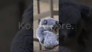 KOALA CORE #shorts #trending