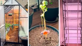 Part two greenhouse completion, indoor tree growth update, and indoor grow station setup