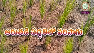 Irrigable Dry Method of Cultivation ll Irrigation ll Weed and Water Management ll PJTSAU ll