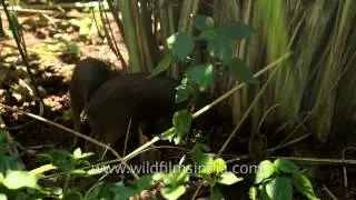 The critically endangered Pygmy hogs in India