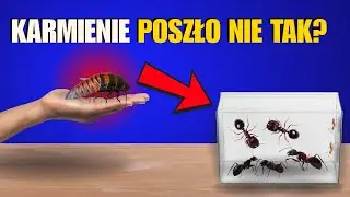 Mrówki kontra olbrzymi robak – kto wygra?