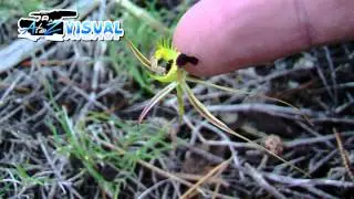 Small Mantis Orchid