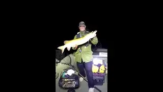 Musky Fishing with Live Bait Saint John River NB #fish #fishing #fishingvideo #musky #garmin