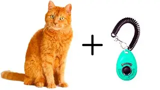 6 Simple Steps To Clicker Training Your Cat