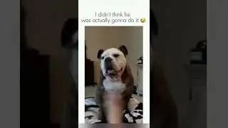 #fypaget#dentist#PetsMakeMeHappy#DailyPets#staffordshirebullterrier#funnypets2023