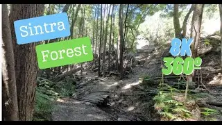 Sintra Forest 8k 360 - Bridges Track