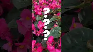 Your Property Deserves Premium Landscaping. Call Phoenix 📞🌱