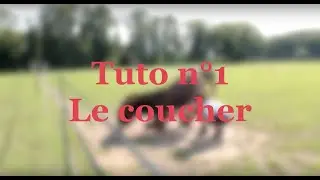 TUTO | Comment apprendre le coucher à son âne (méthode douce)